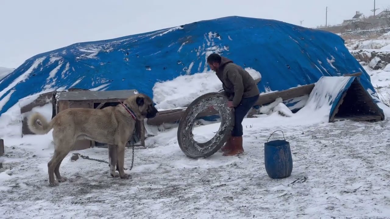 ŞİDETLİ FIRTINADA KOYUN  KUZU BULUŞMASI