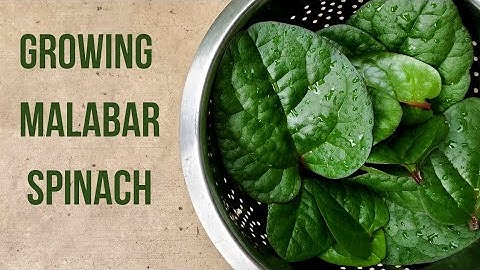 How to grow malabar spinach in pot or container | Basella alba