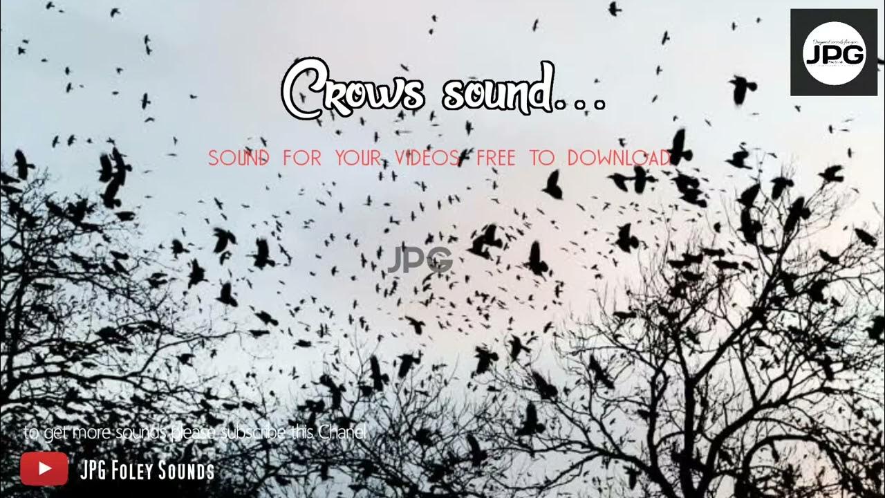Crows sound..Free sound Effects. YouTube