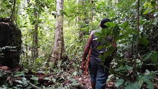 Potensi Kayu Besar Desa Damuli Patani Timur