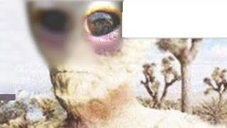 Alien Photo Shuts Down 4Chan In 2017 Discovered