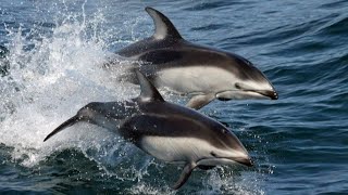 Facts: The Pacific White-Sided Dolphin