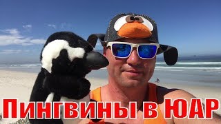 Отдых Пингвины в ЮАР. Pingyin ice party