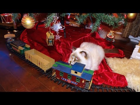 Starting The Christmas Holiday's With 8 Ragdoll Kitties