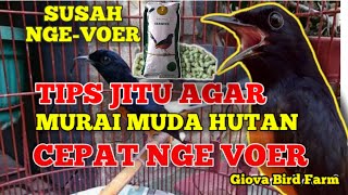 CARA AGAR MURAI MUDA HUTAN CEPAT NGEVOER