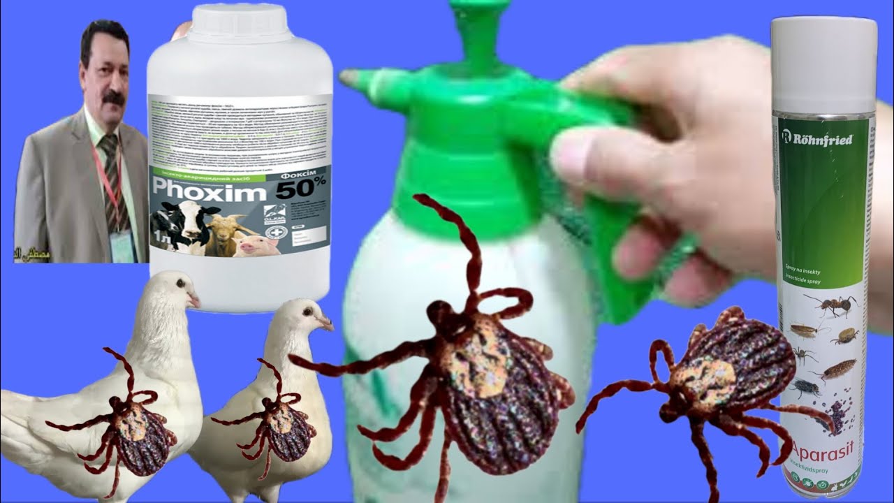 أقوى مبيد لحشرات الحمام أمن جدا فعال ومجرب