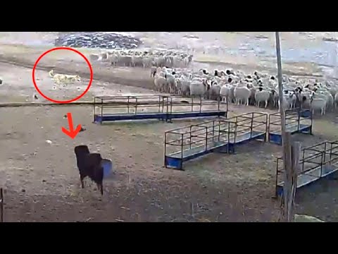 Tibetan Mastiff protects