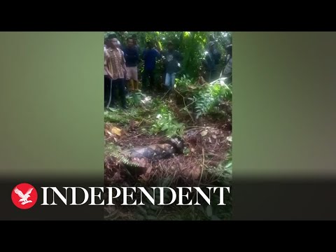 Indonesian woman swallowed whole by python