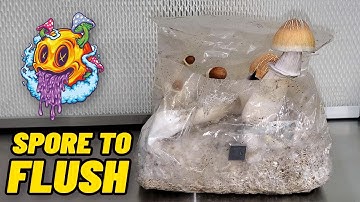 Spore To Flush - ShroomTek All In One Mushroom Bag | Beginner