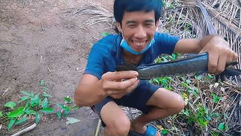 Cá táp quá chuẩn. Câu cá lóc bằng vịt con | Ba Mập Vlog