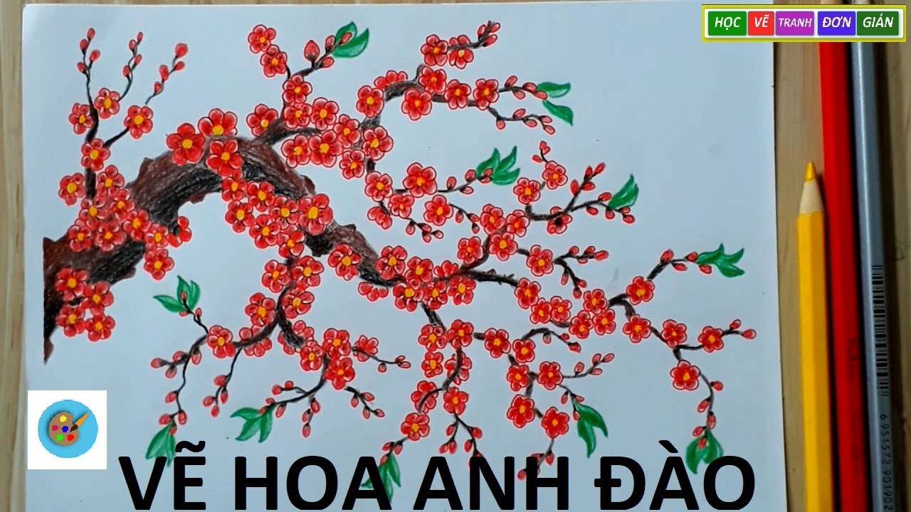 Hoa anh đào hình Ảnh bản Vẽ  hoa anh đào png tải về  Miễn phí trong suốt  Hoa png Tải về