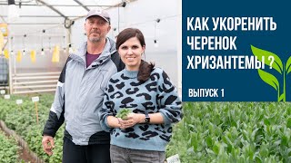 Как укоренять черенок хризантемы? Выпуск 1