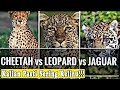 Perbedaan Jaguar Leopard dan Cheetah Macan bertutul