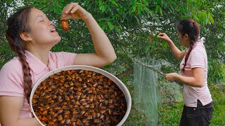 Fried Stink Bugs -- Must Try Once, Unforgettable for a Lifetime - Building Bamboo Fence | Mu Spring