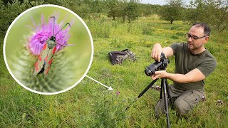 How to Photograph Insects in the Field: With a Canon R6 & EF 100mm F/2.8 Macro Lens