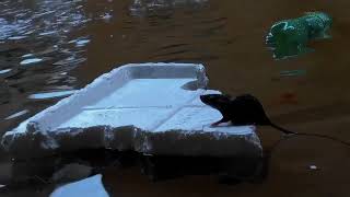 Download Lagu mao cống MP3