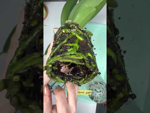Video: Mini phalaenopsis -orkideat kotona: kasvuominaisuudet, hoito ja arvostelut