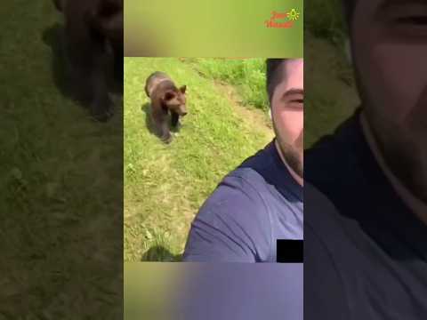 Video: Siapa beruang batang penghubung?