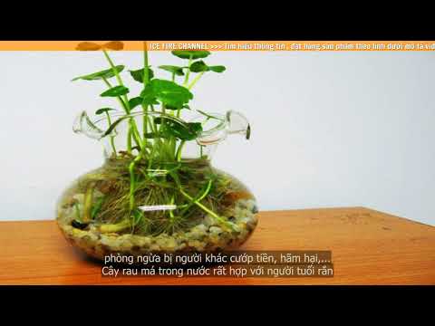 Video Chia sẻ cách bố trí cây rau má thủy sinh để bàn phù hợp - youtube