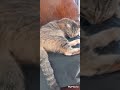 Different position of sleeping #cats#shortvideo #bbsharktv
