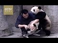 Cute Alert! Clingy pandas dont want to take their medicine