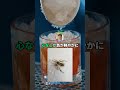 【閲覧注意】コガネグモを食べてみるで！！#shorts #料理