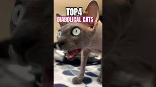 Beerus in real life #animals #cat #cats