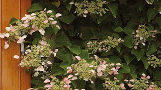 НОВИНКА В МОЕМ САДУ! ГОРТЕНЗИЯ ЧЕРЕШКОВАЯ ROSE SENSATION 30.04.23.