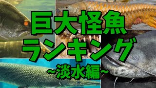 釣り上げろ!!世界の巨大怪魚ランキング～淡水編～