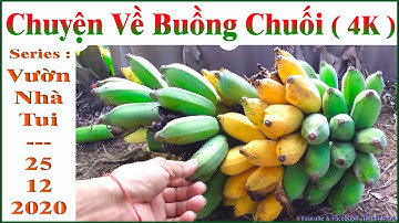 Chuyện Về Buồng Chuối !.. ( 4K )_ Series : Chuối & Series : Vườn Nhà Tui !..25.12.2020_12.11.2020 al