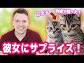 【可愛すぎ注意！！】彼女にサプライズでもう一匹の子猫をかいました！