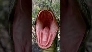 Anaconda Snake in Jungle - PART 3 🐍 #snake #shorts #python #snakes #nagin #anaconda #bigsnake