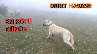 KURDU GÖRÜNCE ARKAMA KAÇAN KÖPEK ~SİSDE YOLU KAYBETTİM