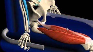 Muscle and Motion | Seated Hamstring Stretch & More