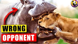 Animals that messed with the Wrong Opponents