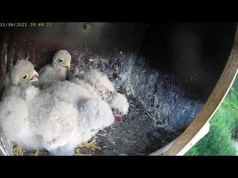 PruVision Live Broadcast Stream De Wilde Weide Someren-Eind