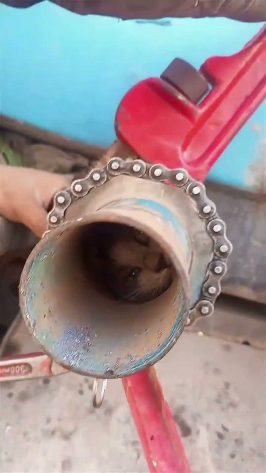 Men Rescue Cat Trapped in Water Tanker Truck Pipe