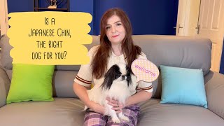 Is a Japanese Chin the right dog for you?