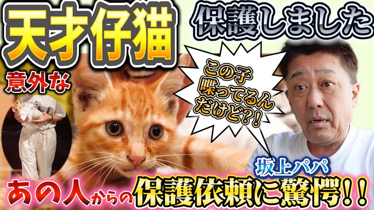 「うまうま!」って喋るの?突然現れた茶トラは天才仔猫?