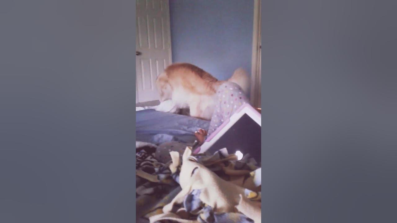 Dog humps a blanket!!! YouTube