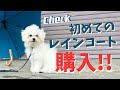 【ハプニング続き?!】初めての犬用レインコート購入!!