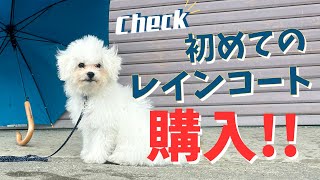 【ハプニング続き?!】初めての犬用レインコート購入!!