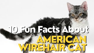 10 Fun Facts About American Wirehair Cat