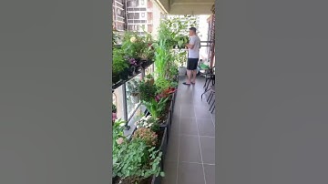 Thumbnail of Growing vegetables with flowers on the balcony is both beautiful and easy