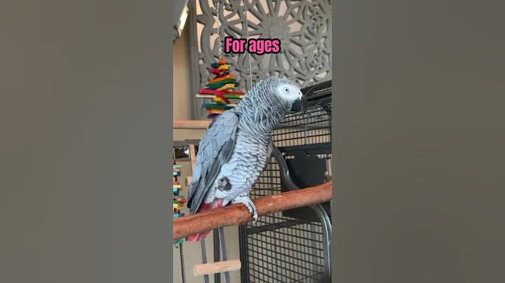 When did Gizmo learn a Scottish accent 🤣 #talkingparrot #africangrey #gizmo - DayDayNews