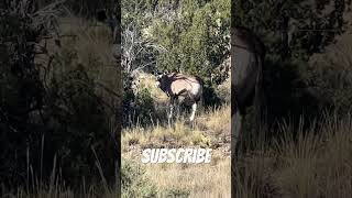 This oryx wouldn’t break eye contact This oryx wouldn’t break eye contact