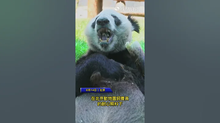 大熊猫“丫丫”回国50天后状态更新！ #大熊猫 #丫丫 #北京动物园 #熊猫 #panda #新闻 #news #shorts - 天天要闻