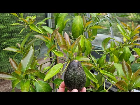 Growing your own avocados. Cultivating avocados in Germany in colder climates. What varieties are...