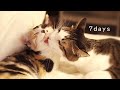 二匹目の猫が来た！なかよしになるまでの記録｜先住猫と子猫の７日間