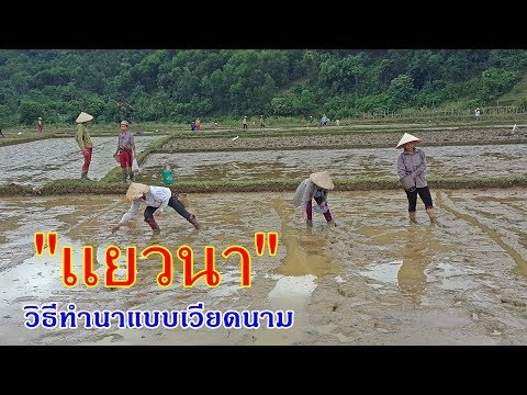 ลุยเดี่ยว Vietnam EP41:แยวนา วิธีทำนาแบบเวียดนาม คนไทในเวียดนาม